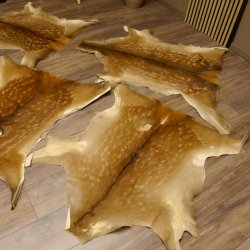Damhirsch 5 Stück Felle Fell Hirschfell Vorleger Teppich Deko Länge 100-116 cm 87.3.22