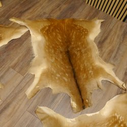 Damhirsch 4 Stück Felle Fell Hirschfell Vorleger Teppich Deko Länge 106-115 cm 87.3.24