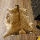 Damhirsch Fell Hirschfell Vorleger Teppich Deko Länge 140 cm 87.3.25
