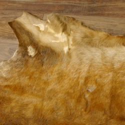 Damhirsch Fell Hirschfell Vorleger Teppich Deko Länge 164 cm 87.3.29