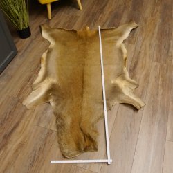 Rothirsch Fell Länge 165 cm Hirsch Hirschfell Vorleger Deko 87.3.32