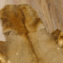 Rothirsch Fell Länge 185 cm Hirsch Hirschfell Vorleger Deko 87.3.33