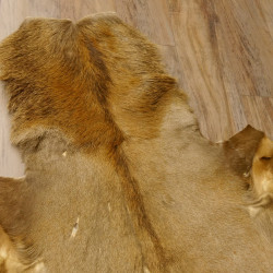 Rothirsch Fell Länge 185 cm Hirsch Hirschfell Vorleger Deko 87.3.33
