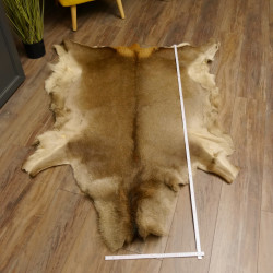 Rothirsch Fell Länge 164 cm Hirsch Hirschfell Vorleger Deko 87.3.36