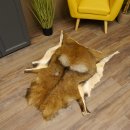 Mufflon Fell Vorleger Länge 123 cm männlich B Ware 87.17.9