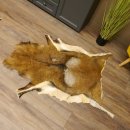 Mufflon Fell Vorleger Länge 123 cm männlich B Ware 87.17.9