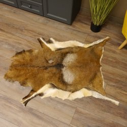 Mufflon Fell Vorleger Länge 123 cm männlich B Ware 87.17.9