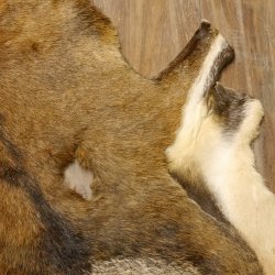 Mufflon Fell Vorleger Länge 123 cm männlich B Ware 87.17.9