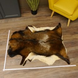 Mufflon Fell Vorleger Länge 107 cm männlich B Ware 87.17.10