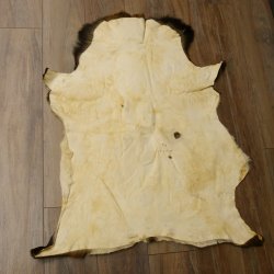 Mufflon Fell Vorleger Länge 107 cm männlich B Ware 87.17.10