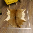 Mufflon Fell Vorleger Länge 104 cm weiblich B Ware...