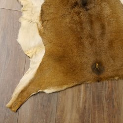 Mufflon Fell Vorleger Länge 104 cm weiblich B Ware 87.17.13
