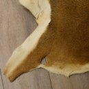 Mufflon Fell Vorleger Länge 94 cm weiblich B Ware 87.17.14