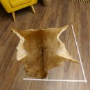 Mufflon Fell Vorleger Länge 95 cm weiblich B Ware 87.17.16
