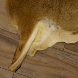 Mufflon Fell Vorleger Länge 95 cm weiblich B Ware 87.17.16