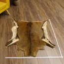 Mufflon Fell Vorleger Länge 99 cm weiblich B Ware 87.17.18