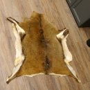 Mufflon Fell Vorleger Länge 99 cm weiblich B Ware 87.17.18