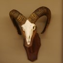 Mufflon (Ovis gmelini musimon) Widder Geweih...