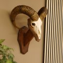 Mufflon (Ovis gmelini musimon) Widder Geweih...