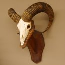 Mufflon (Ovis gmelini musimon) Widder Geweih Schädeltrophäe Hornlänge 67 cm auf Trophäenschild 82.1.89