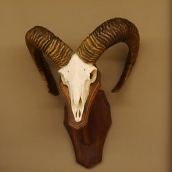 Mufflon (Ovis gmelini musimon) Widder Geweih Schädeltrophäe Hornlänge 67 cm auf Trophäenschild 82.1.89