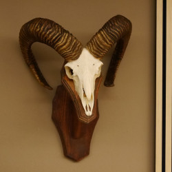 Mufflon (Ovis gmelini musimon) Widder Geweih Schädeltrophäe Hornlänge 67 cm auf Trophäenschild 82.1.89