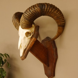 Mufflon (Ovis gmelini musimon) Widder Geweih Schädeltrophäe Hornlänge 67 cm auf Trophäenschild 82.1.89