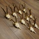10 Stück Rehgeweihe Reh Bock Geweihe Geweih 12.143