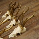 10 Stück Rehgeweihe Reh Bock Geweihe Geweih 12.143