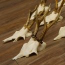 10 Stück Rehgeweihe Reh Bock Geweihe Geweih 12.143