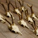 10 Stück Rehgeweihe Reh Bock Geweihe Geweih 12.143