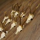 10 Stück Rehgeweihe Reh Bock Geweihe Geweih 12.143