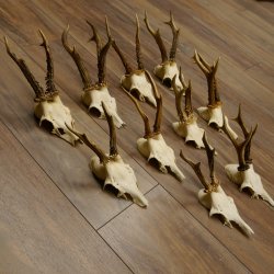 10 Stück Rehgeweihe Reh Bock Geweihe Geweih 12.143