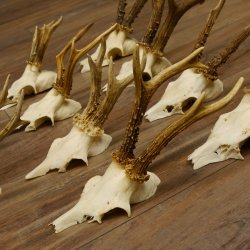 10 Stück Rehgeweihe Reh Bock Geweihe Geweih 12.143