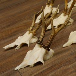 10 Stück Rehgeweihe Reh Bock Geweihe Geweih 12.143