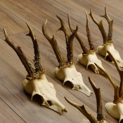 10 Stück Rehgeweihe Reh Bock Geweihe Geweih 12.143