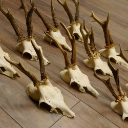 10 Stück Rehgeweihe Reh Bock Geweihe Geweih 12.143