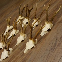 10 Stück Rehgeweihe Reh Bock Geweihe Geweih 12.143