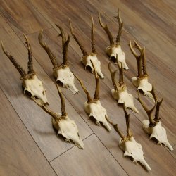 10 Stück Rehgeweihe Reh Bock Geweihe Geweih 12.143