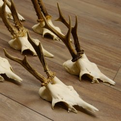 10 Stück Rehgeweihe Reh Bock Geweihe Geweih 12.143
