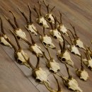 20 Stück Rehgeweihe Reh Bock Geweihe Geweih 12.144