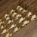 20 Stück Rehgeweihe Reh Bock Geweihe Geweih 12.144