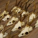 20 Stück Rehgeweihe Reh Bock Geweihe Geweih 12.144