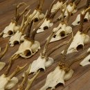 20 Stück Rehgeweihe Reh Bock Geweihe Geweih 12.144