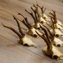 20 Stück Rehgeweihe Reh Bock Geweihe Geweih 12.144