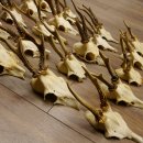20 Stück Rehgeweihe Reh Bock Geweihe Geweih 12.144