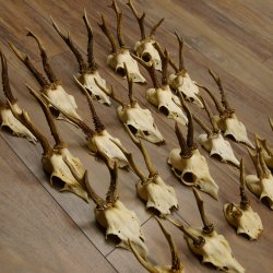 20 Stück Rehgeweihe Reh Bock Geweihe Geweih 12.144