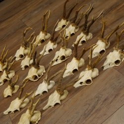 20 Stück Rehgeweihe Reh Bock Geweihe Geweih 12.144