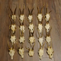 20 Stück Rehgeweihe Reh Bock Geweihe Geweih 12.144