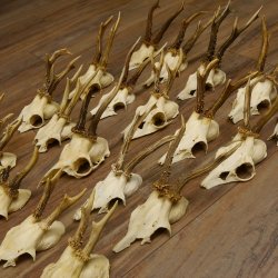 20 Stück Rehgeweihe Reh Bock Geweihe Geweih 12.144
